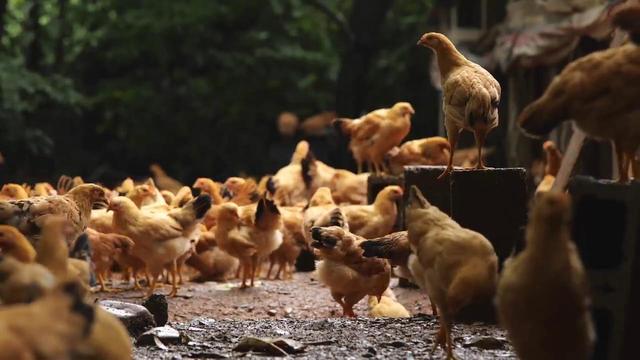 女大学生回乡养鸡，一只鸡能卖到238元，巧用两招年销售达四千万，鸡的销路怎么找！