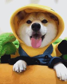 9畔附鲸拢G以彼隔孽，萨冬咳?"